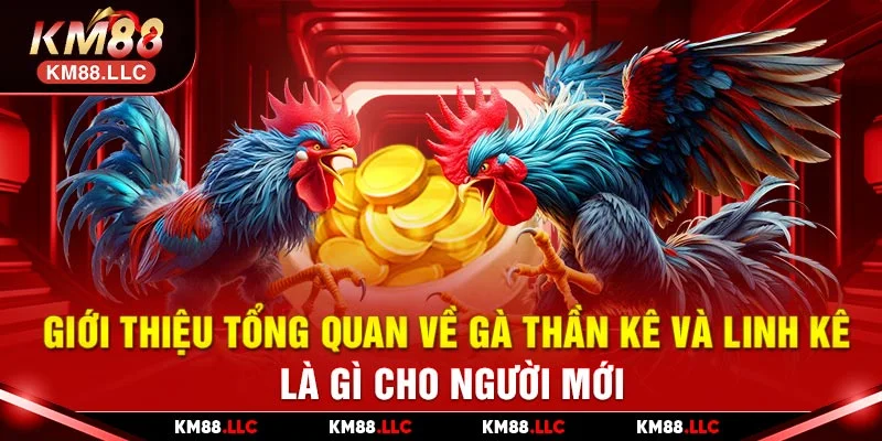 Gà thần kê và linh kê là gì