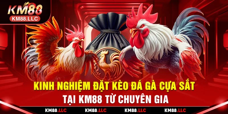 Đá gà cựa sắt